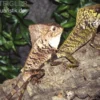 Helmleguan, Corytophanes cristatus