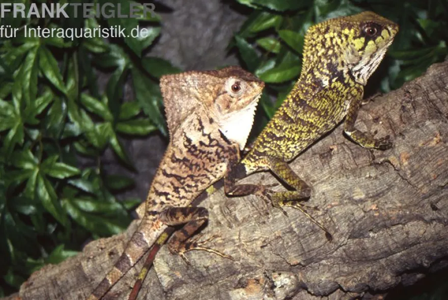 Helmleguan, Corytophanes cristatus