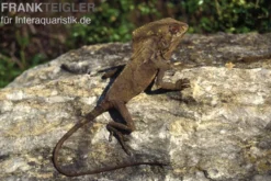 Helmleguan, Corytophanes cristatus