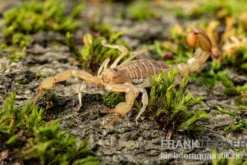 Hentz-Gestreifter-Skorpion, Centruroides hentzi