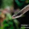Herald-Schlange, Crotaphopeltis hotamboeia