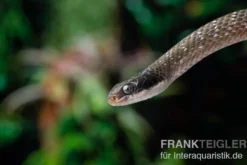 Herald-Schlange, Crotaphopeltis hotamboeia