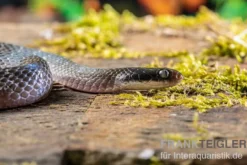 Herald-Schlange, Crotaphopeltis hotamboeia