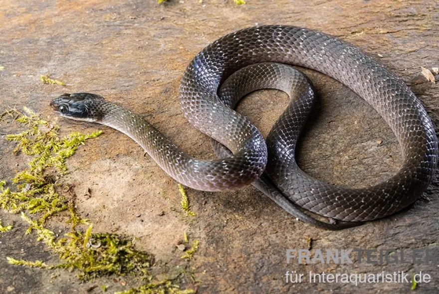 Herald-Schlange, Crotaphopeltis hotamboeia