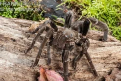 Herkules-Vogelspinne, Hysterocrates hercules