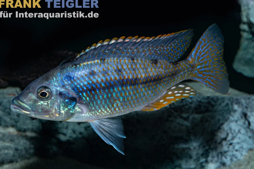 Hertae-Buntbarsch, Protomelas lobochilus "Hertae", 4-5 cm