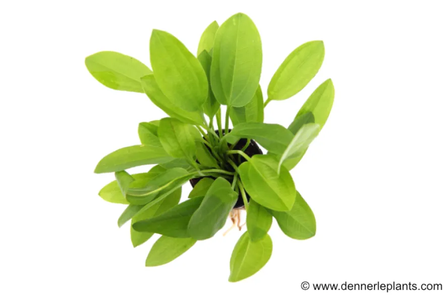 Herzblättrige Mini-Schwertpflanze, Echinodorus cordifolius sp. "Mini", im Topf