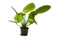 Herzblättrige Schwertpflanze, Echinodorus cordifolius (fluitans), XL-Topf