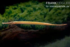 Heterosoma-Süßwassernadel, Doryichthys heterosoma (Long Mouth Pipefish)