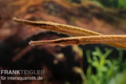 Heterosoma-Süßwassernadel, Doryichthys heterosoma (Long Mouth Pipefish)