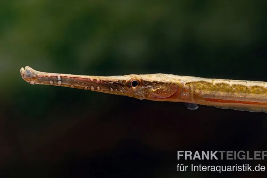 Heterosoma-Süßwassernadel, Doryichthys heterosoma (Long Mouth Pipefish)