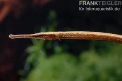 Heterosoma-Süßwassernadel, Doryichthys heterosoma (Long Mouth Pipefish)