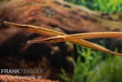 Heterosoma-Süßwassernadel, Doryichthys heterosoma (Long Mouth Pipefish)