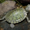 Hieroglyphen-Schmuckschildkröte, Pseudemys c. hieroglyphica