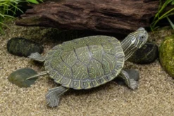 Hieroglyphen-Schmuckschildkröte, Pseudemys c. hieroglyphica