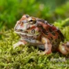 High Red Ornated-Pacman-Frog, Ceratophrys cranwelli High Red ornated