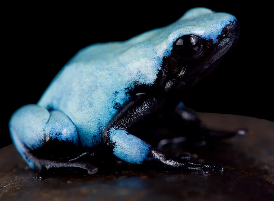 Himmelsbaumsteiger, Adelphobates galactonotus