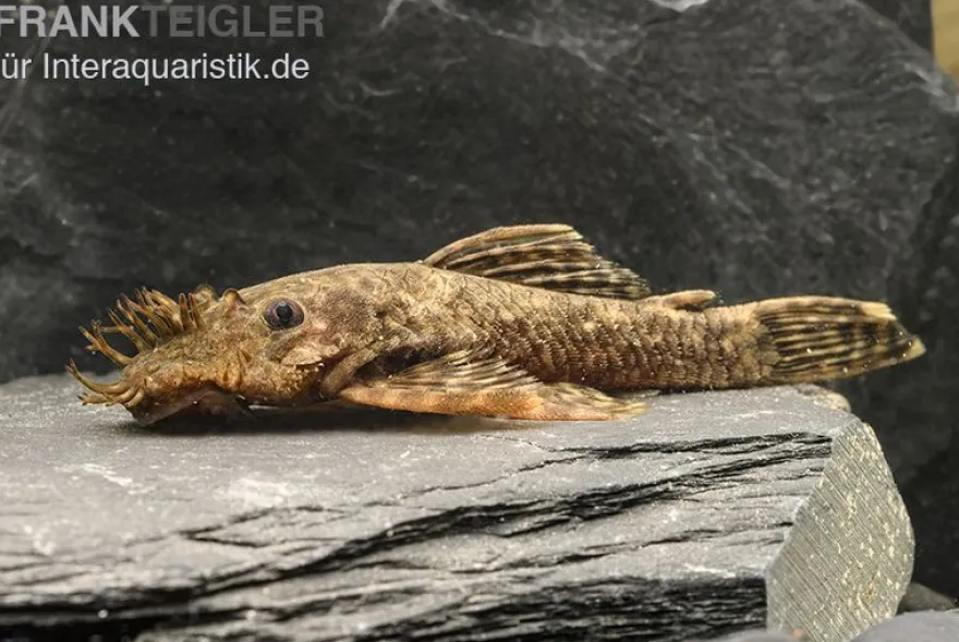 Hirschgeweih Antennenwels, Ancistrus triradiatus, LDA72