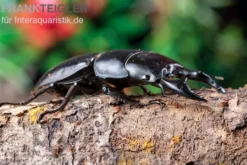 Hirschkäfer, Dorcus alcides, gemischt