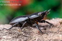 Hirschkäfer, Dorcus alcides, gemischt