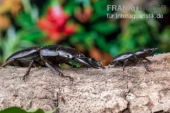 Hirschkäfer, Dorcus alcides, gemischt