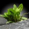 Hobbit-Wasserkelch, Cryptocoryne lutea "Hobbit", im Topf