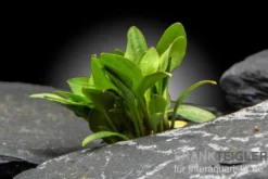 Hobbit-Wasserkelch, Cryptocoryne lutea "Hobbit", im Topf