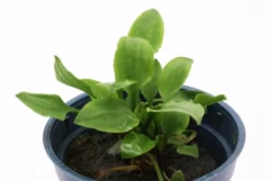 Hobbit-Wasserkelch, Cryptocoryne lutea 