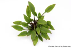 Hobbit-Wasserkelch, Cryptocoryne lutea 