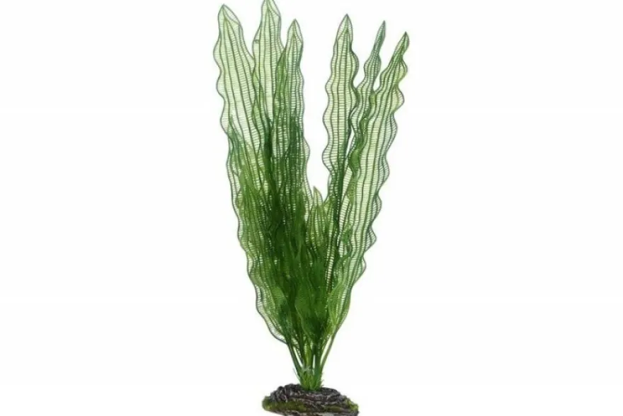 Hobby Aponogeton, 39 cm