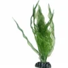 Hobby Aponogeton, 25 cm