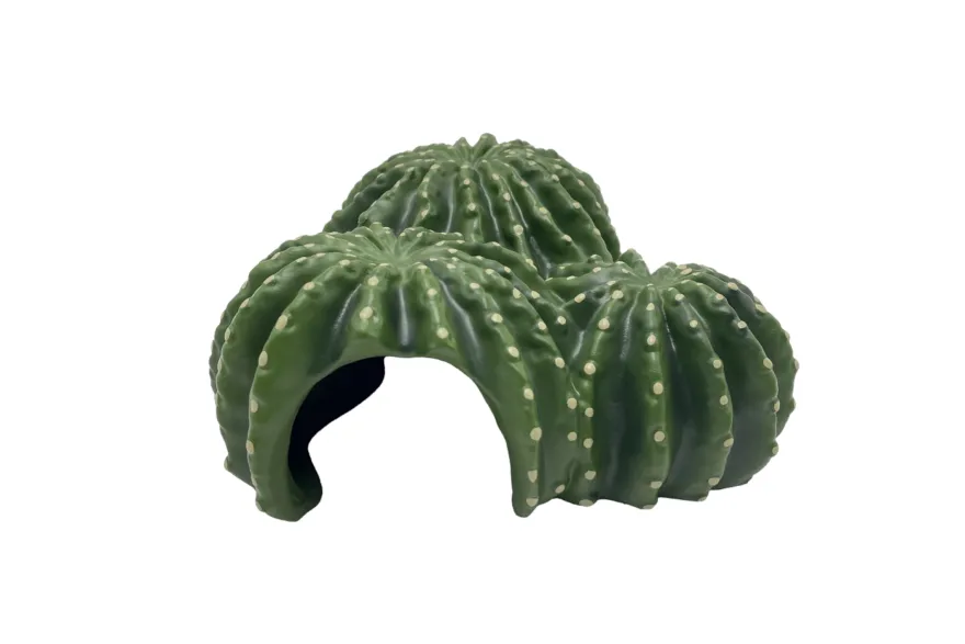 Hobby Cactus Home 5