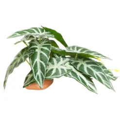 Hobby Calathea 1, Terrarienpflanze, 24 x 14 cm