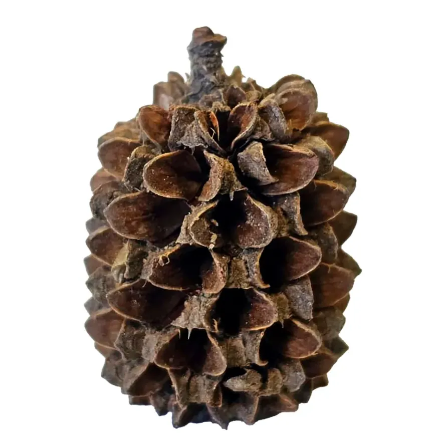Hobby Casuarina Cones, Kasuarinen-Zapfen, 25 Stück