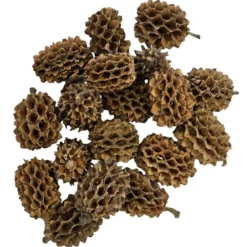 Hobby Casuarina Cones, Kasuarinen-Zapfen, 25 Stück