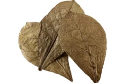 Hobby Catappa Leaves XL, Seemandelbaumblätter, 12 St.