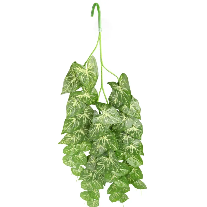Hobby Climber Heartleaf, Terrarien-Hängepflanze, 70 cm