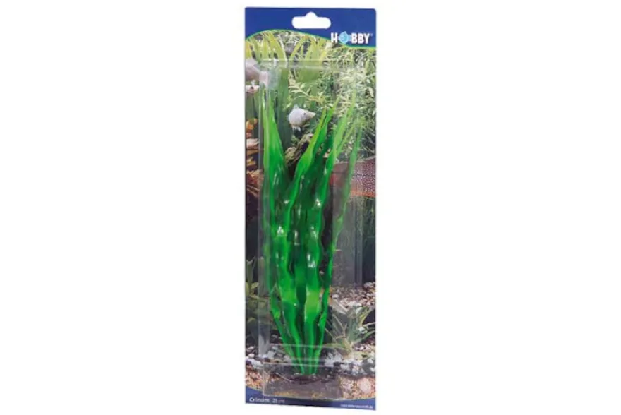 Hobby Crinum, 29 cm