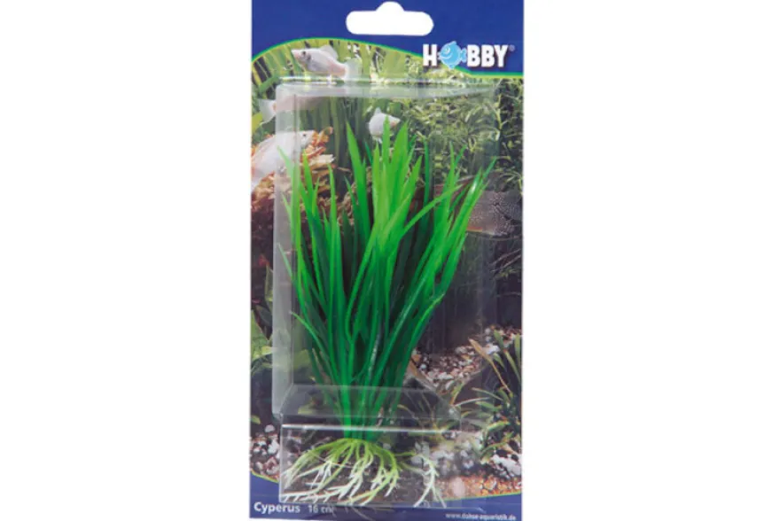 Hobby Cyperus, 16 cm
