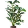 Hobby Ficus Elastica 2, Terrarien Pflanze, 55 cm