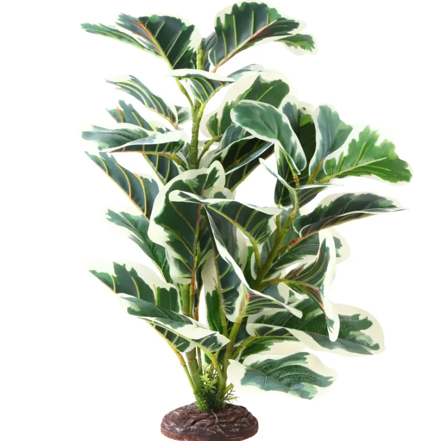 Hobby Ficus Elastica 2, Terrarien Pflanze, 55 cm