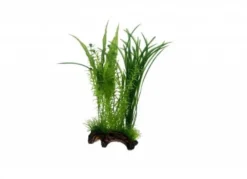 Hobby Flora Root 1, 30 cm