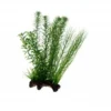 Hobby Flora Root 2, 30 cm