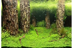 Hobby Fotorückwandzuschnitt Scapers Hill/Scapers Forest, 60 cm x 30 cm