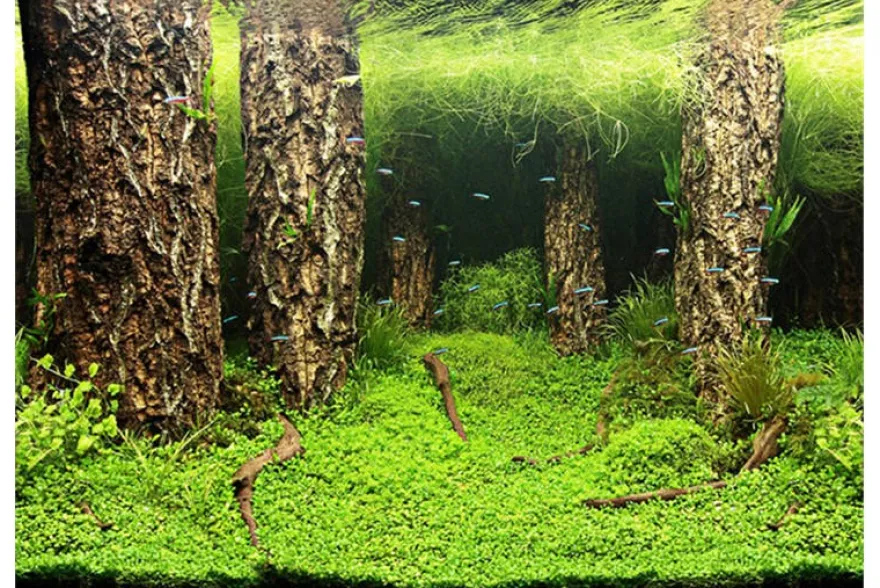 Hobby Fotorückwandzuschnitt Scapers Hill/Scapers Forest, 60 cm x 30 cm