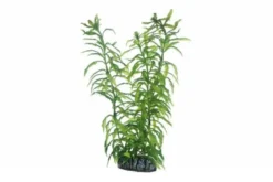 Hobby Heteranthera, 25 cm