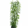 Hobby Heteranthera, 34 cm