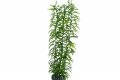 Hobby Heteranthera, 34 cm