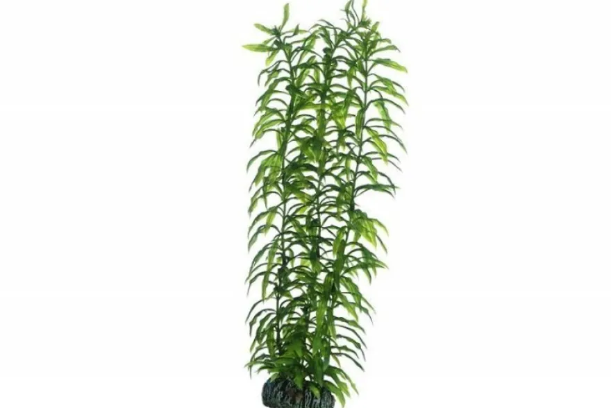 Hobby Heteranthera, 34 cm