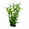 Hobby Hygrophila, 20 cm